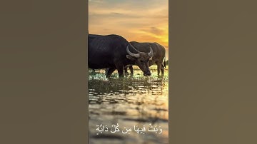 سورة البقرة الاية 164 مشاري راشد
