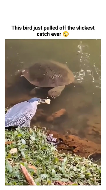 Trik Umpan Burung Ini Akan Membuat Anda Tercengang 😱