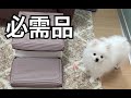 【子犬必需品】子犬ポメラニアンを飼って必須だったグッズ19個解説！