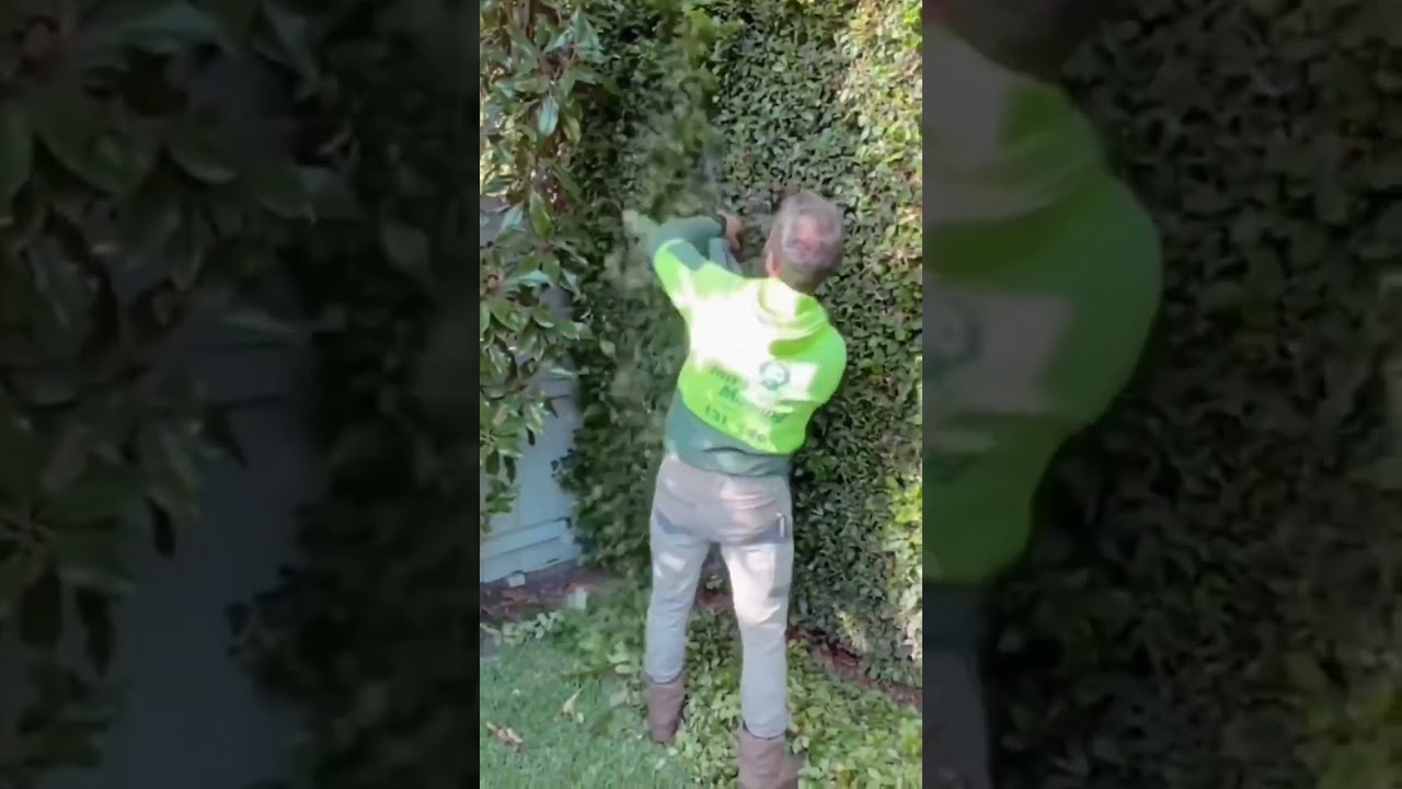 Keep your hedges looking sharp and tidy with Jim's Mowing! Expert hedge trimming to enhance your Keep your hedges looking sharp and tidy with Jim's Mowing! Expert hedge trimming to enhance your