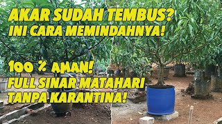 Cara Paling Aman Memindahkan Tabulampot Yang Akarnya Sudah Tembus!