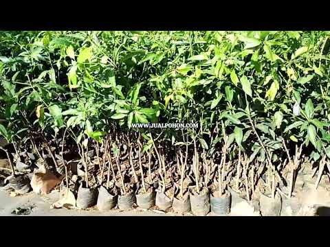 Jual Pohon Mangga Gadung Asli, Buah Lebat Setiap Musim