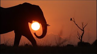 An afternoon with elephants by Neil Whyte 384 views 11 months ago 3 minutes, 15 seconds