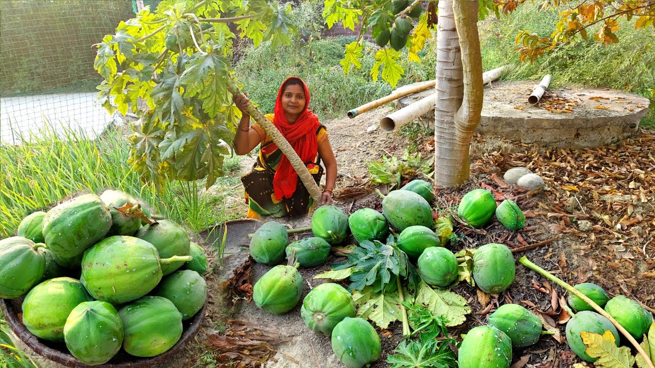 😱हमारे पपीते का 🌴पेड़ टूट कर गिर गया अब इतने सारे पपीते का हम क्या करेंगे? 😱