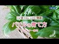 バジルの育て方 【プランター栽培】コーナン