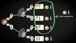 3.4 Quantifying probabilities with tree diagram | Basic Statistics | Probability | UvA