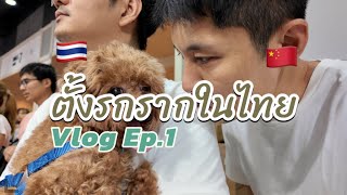 Chinese life in Thailand: handsome men, pets, and don't want back to China | Thailand Vlog Ep.1