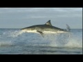 Natures perfect predator  great white shark