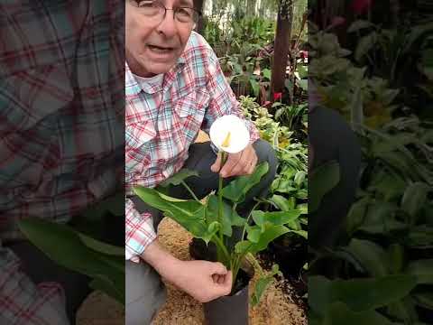 Video: Cultivo de flores de manta - Consejo para el cuidado de las flores de manta