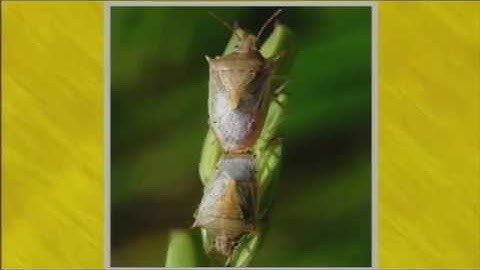 The Life Cycle of the Rice Stink Bug (2011)