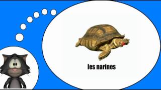 Курсы французского языка = черепаха