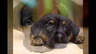 Puppy Dog Eyes Pictures