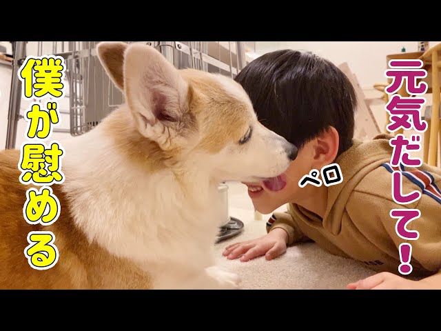 A dad bought a corgi for his son after he broke his front tooth
