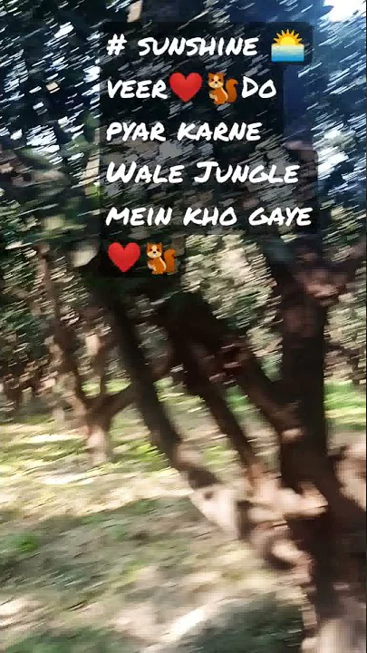 #sunshine🌅veer❤️🐿️ do pyar karne Wale Jungle mein kho Gaye ❤️🐿️