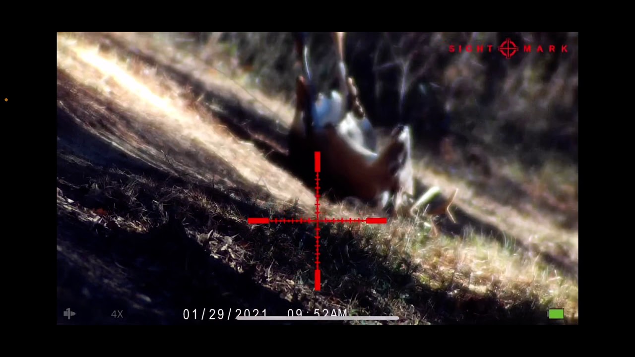 300acc blackout Mississippi deer hunt neck shot suppressor sightmark wrath 8x32