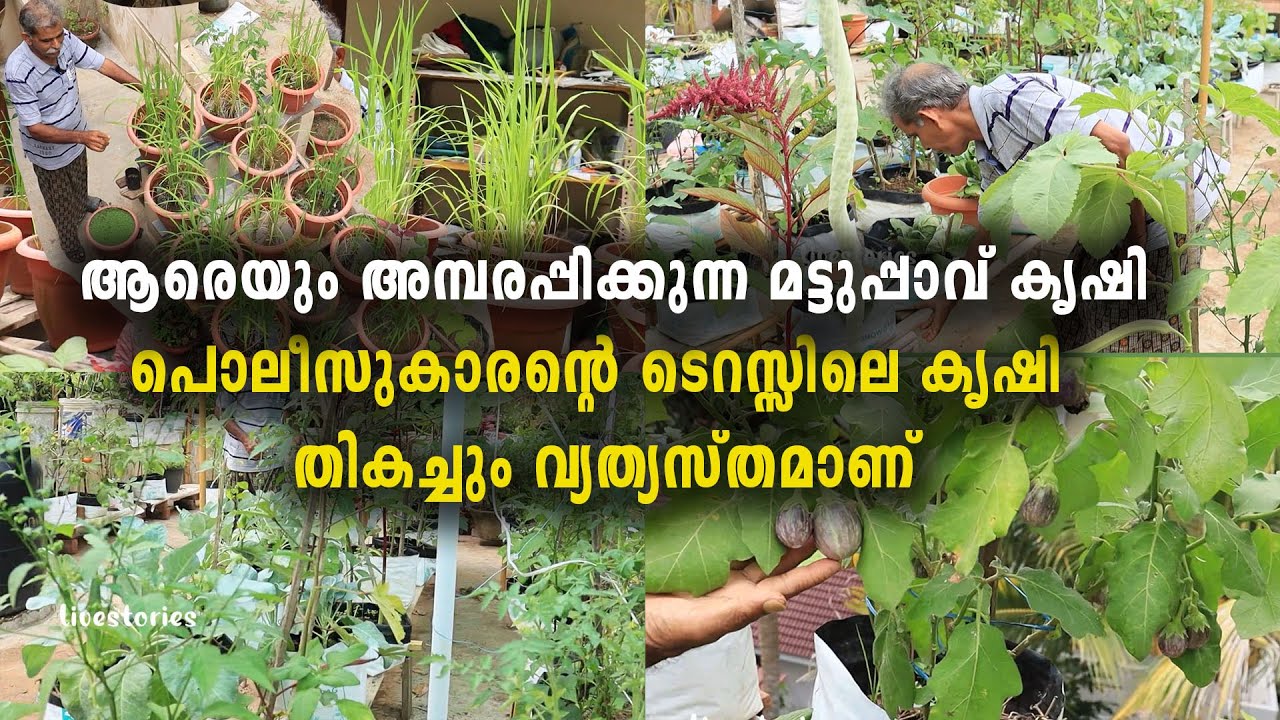 പൊലീസുകാരന്റെ ടെറസ്സിലെ കൃഷി തികച്ചും വ്യത്യസ്തമാണ് | ആരെയും അമ്പരപ്പിക്കുന്ന മട്ടുപ്പാവ് കൃഷി