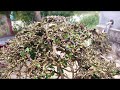 M216 gl dúi 500k LH 0707713796 Khương bonsai 
