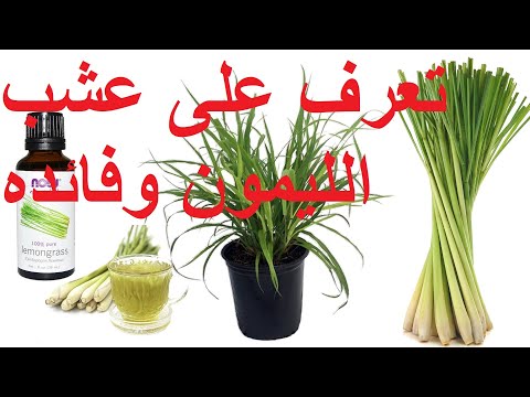 فيديو: هل ستنجو لويزة الليمون في الشتاء؟