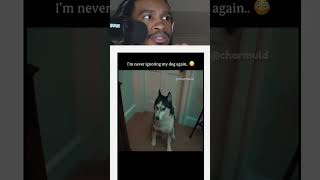 Never ignore your dog 😳