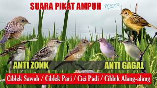 AMPUH SUARA PIKAT BURUNG CIBLEK SAWAH CIBLEK PARI PRENJAK SAWAH CICI PADI PRENJAK ALANG