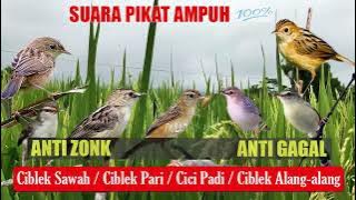 AMPUH SUARA PIKAT BURUNG CIBLEK SAWAH / CIBLEK PARI / PRENJAK SAWAH / CICI PADI / PRENJAK ALANG