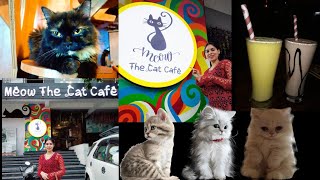 🐾Meow The Cat Cafe😻🐈😍 |Devendra Nagar Raipur | #cafe #cat #goodplace #raipur