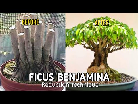 Video: Perbanyakan ficus Benjamin dan perawatan tanaman