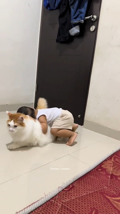 Ocil run cil don't just stay still 🤣 #pororocat #pororo #catlover