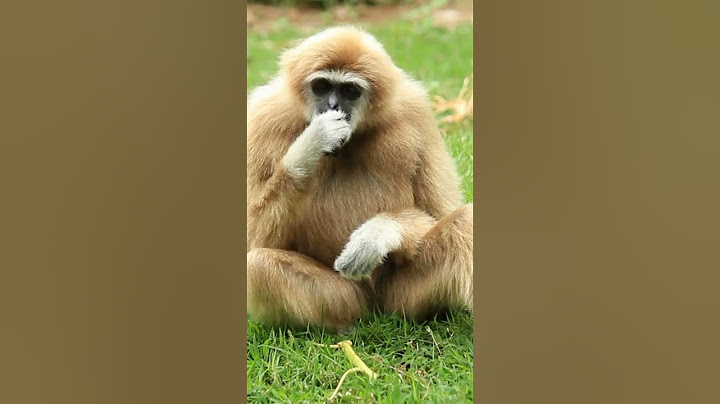 Happy diwali hanuman 🪔 yeh diwali dusro ki bhi happy banao🥺❤️|| Gulshan kalra #diwali #diwalispecial
