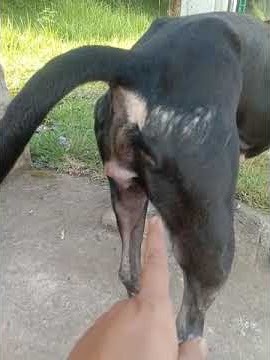 cara mengetahui masa subur pada anjing betina