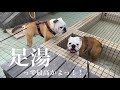 伊豆の醍醐味!足湯を大満喫する妹まるこを見て、水が苦手な兄ぶるまるが足湯に挑戦‼︎‼︎