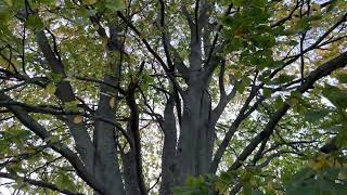 Common beech - entire tree - November 2023