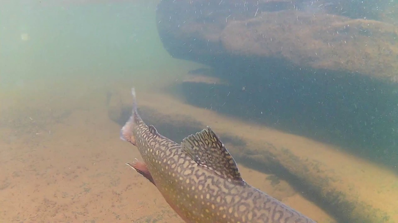 Trout fishing Big Tumbling Creek YouTube