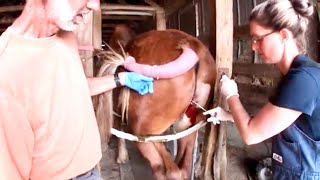 HORSE SURGERY!!! Removing Tumor from Earl's Butt!!
