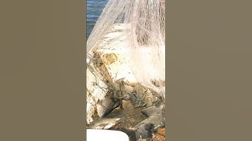 Chài cá rô phi to #shorts