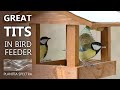Winter Birds In Feeder | What Should I Improve? | Sýkorky | HDR 4K 60 FPS