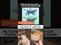 Nah are cats even real?😭🙏 #jamielost #funny #memes #ytshorts #yt #cat #effectking #comedyeffect