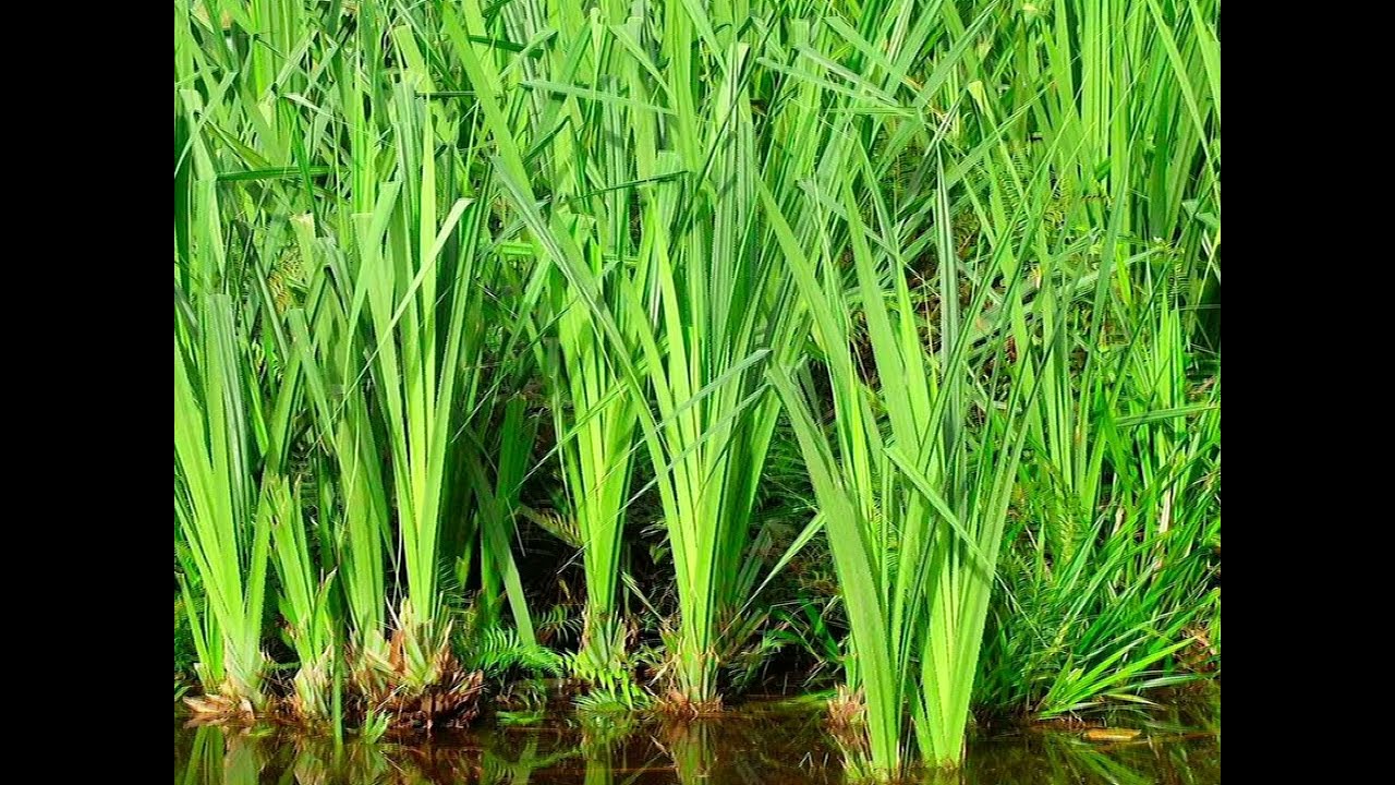 Дикорастущие растения в нашем питании. Аир.