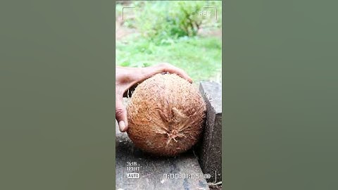 coconut jumbo remove coconut from Shell