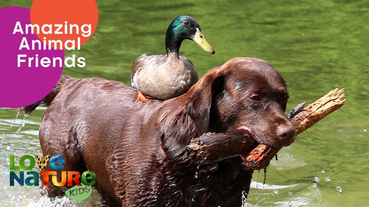 Adorable Dog and Duck BFFs 🌟 Love Nature Kids YouTube