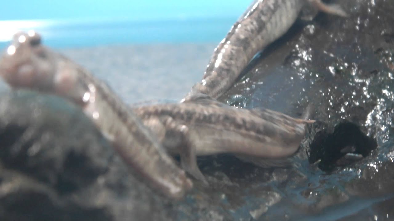 kawaii emoticons Too Strange! Mudskipper.『変な生き物』トビハゼ。