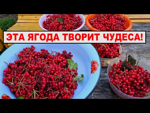 Video: Калина мөмөлөрү кандайча колдонулат