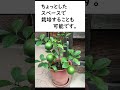 カンキツ・レモンのコンパクト栽培！　 #short #カンキツ #ミカン #レモン #家庭菜園 #果樹 #果物