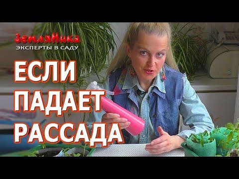 Почему рассада падает и как бороться с черной ножкой. Как ускорить рост рассады.