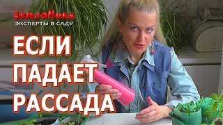 Почему рассада падает и как бороться с черной ножкой. Как ускорить рост рассады.