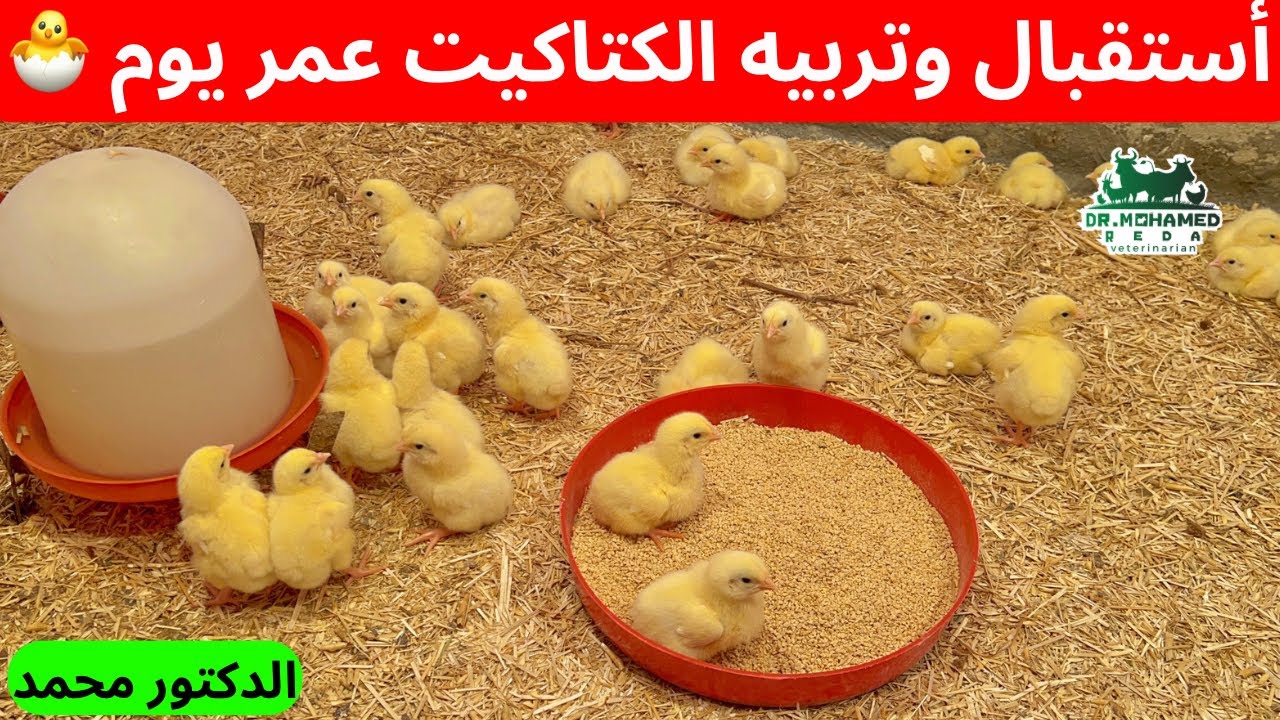 استقبال الكتاكيت عمر يوم في الصيف بطريقة علمية صحيحة ✅