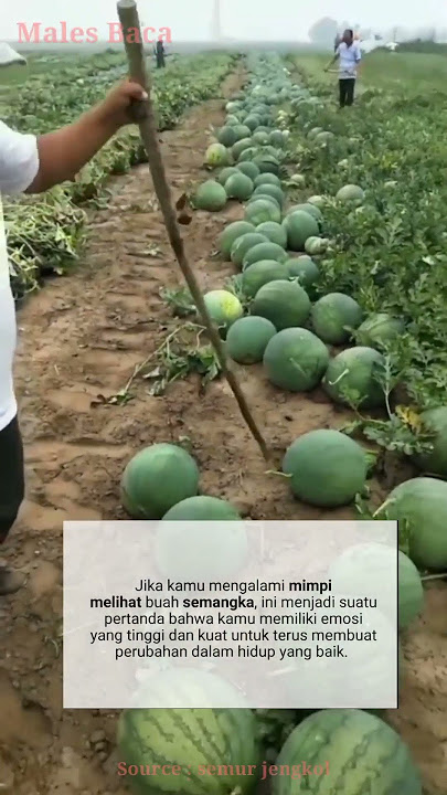 Arti Mimpi Melihat Semangka