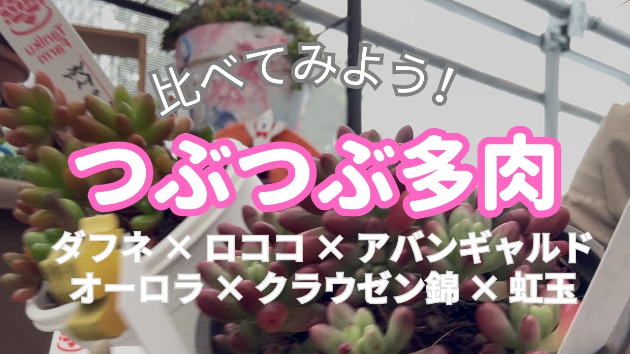 つぶつぶ多肉比べ！ #乙女心 #ロココ #クラウゼン錦 #Gum群生つぶつぶ
