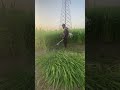 Grass Cutting Vlog 🌿 #machine #farm #viral #trending
