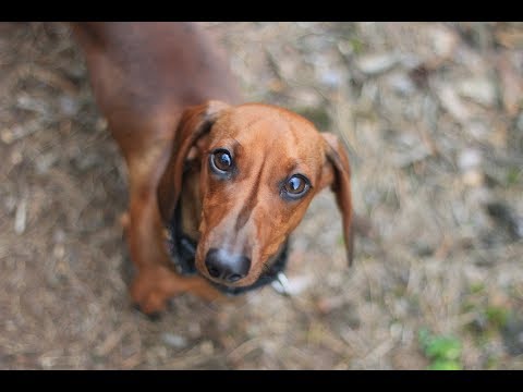 Video: Cara Memberi Makan Anak Anjing Dachshund